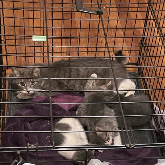 Meet your Posher, Clara - Picture 2 of 5